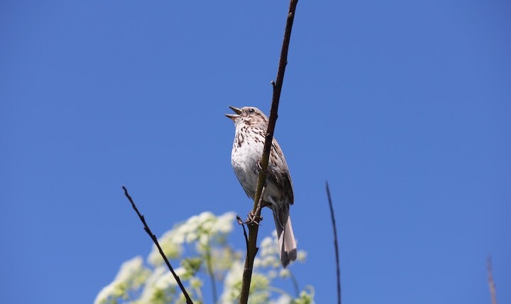 Birds Chirping