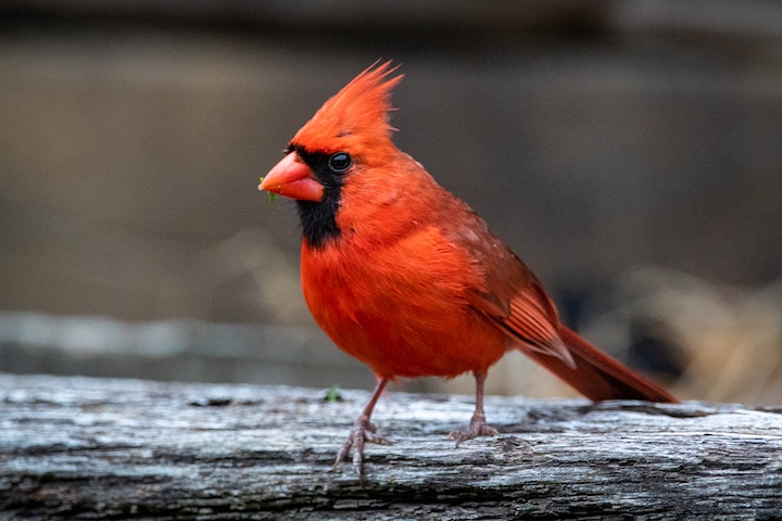 seeing dead red cardinal｜TikTok Search