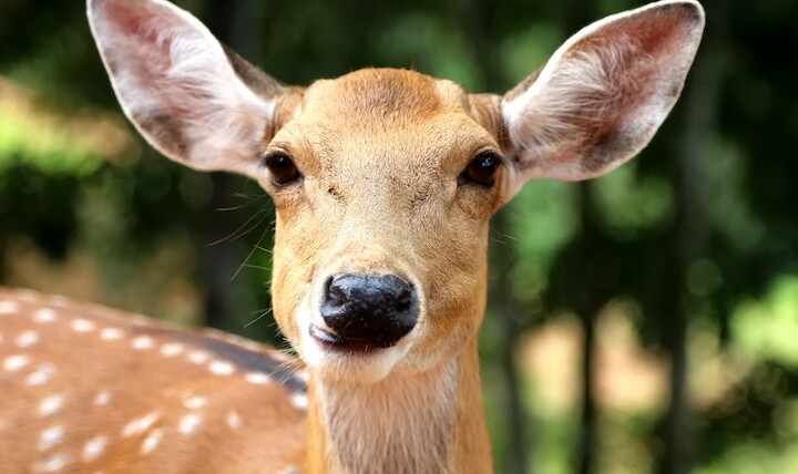 Deer Stares at you