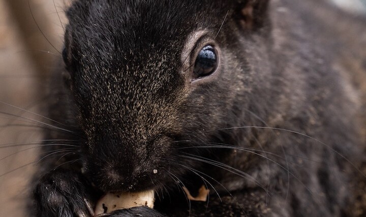 Black Squirrel Symbolism