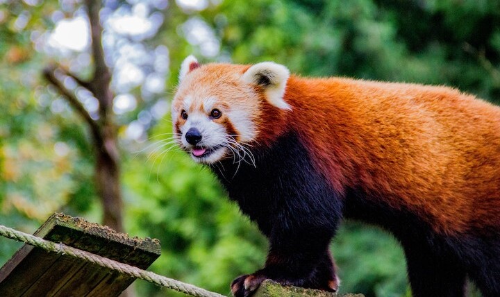 Red Panda Spiritual Meaning