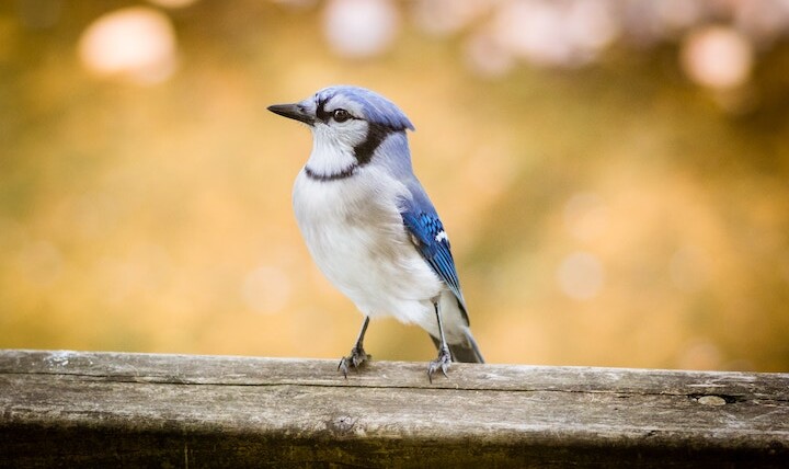 Blue Jay Spiritual Meaning