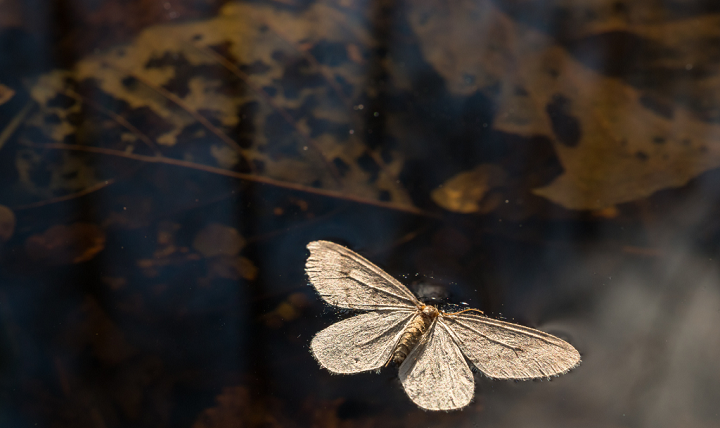 Meaning of a dead moth