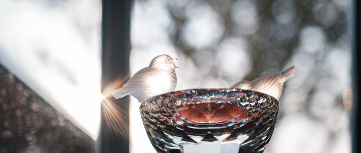 Transparent Birds In Dreams