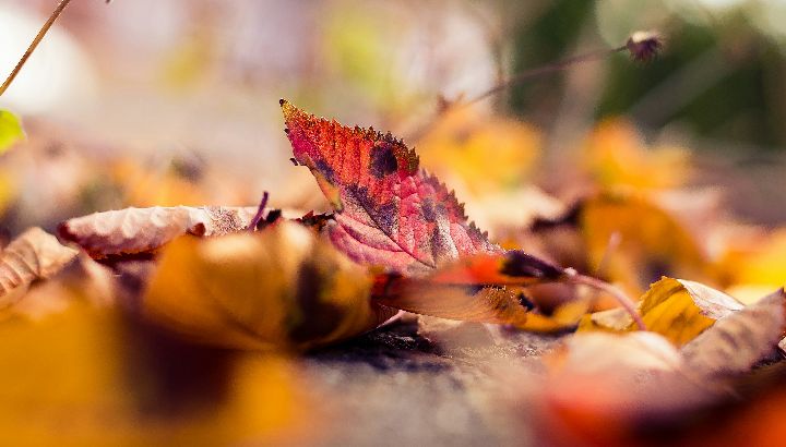 Spiritual Meaning Of Fallen Leaves