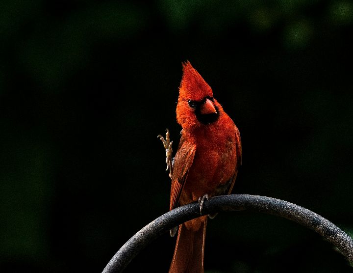 Transparent Birds In Dreams