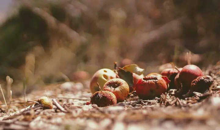 Spiritual Meaning Of Fallen Fruit