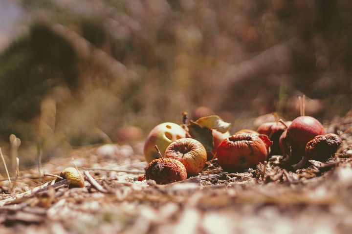 Spiritual Meaning Of Fallen Fruit