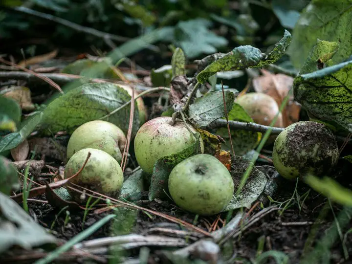 Spiritual Meaning Of Fallen Fruit