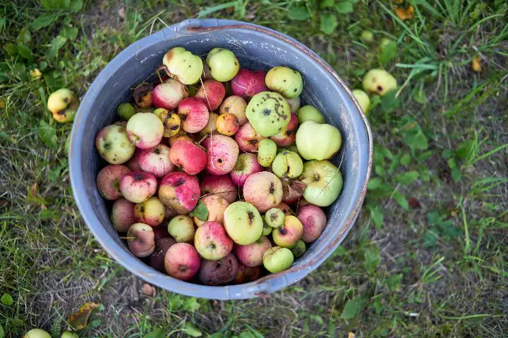 Spiritual Meaning Of Fallen Fruit