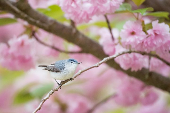 Transparent Birds In Dreams