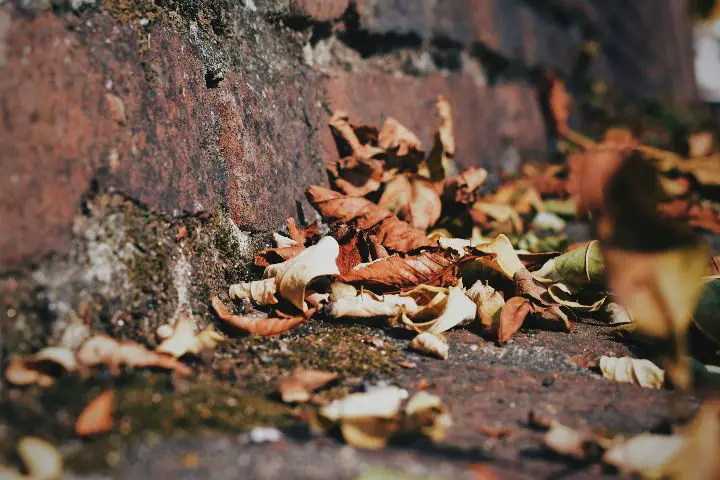 Spiritual Meaning Of Fallen Leaves