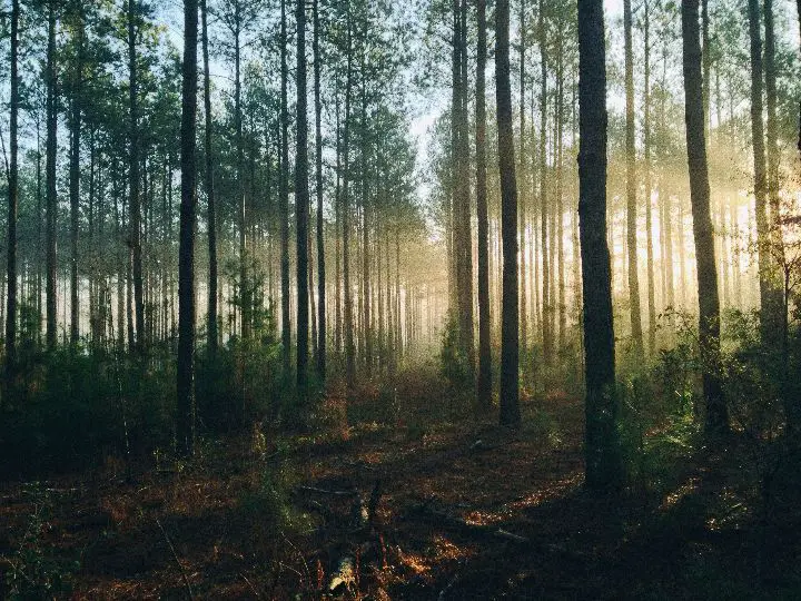 Dreaming Of A Silent Forest